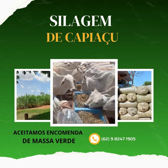 Silagem de Capiaçu 