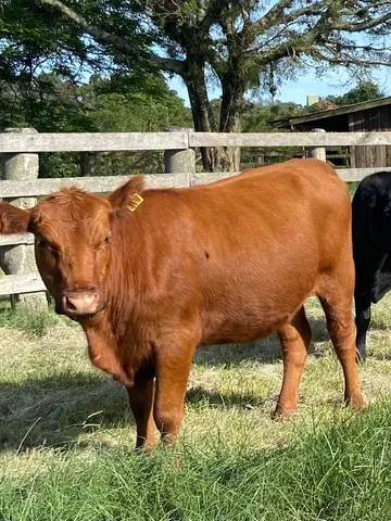 Novilhas Angus excelentes WhatsApp 99986.8401