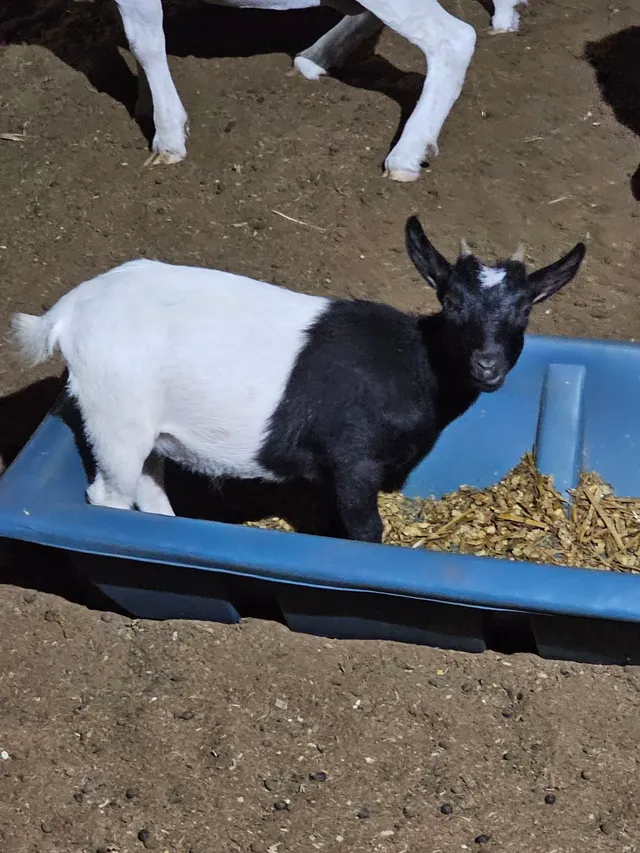 Mine cabra, cabrito