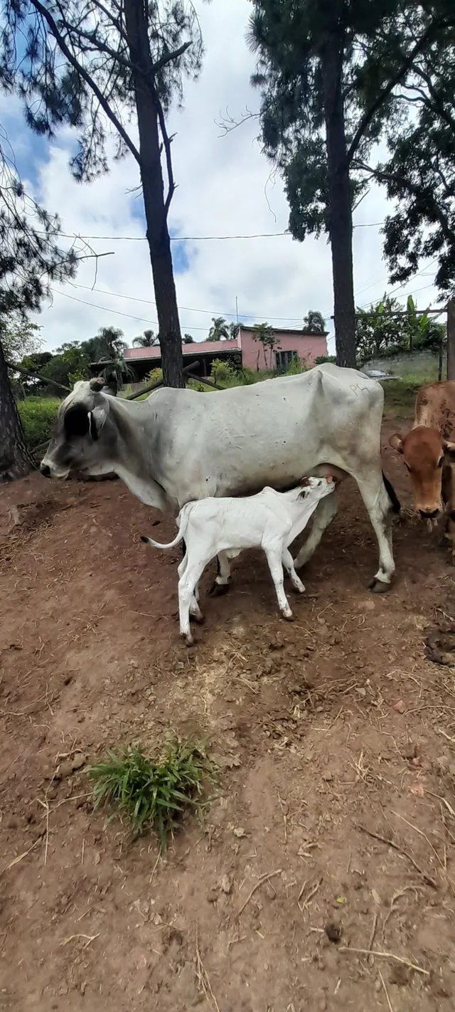 Vaca Bezerra pé 
