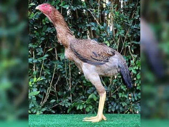  *