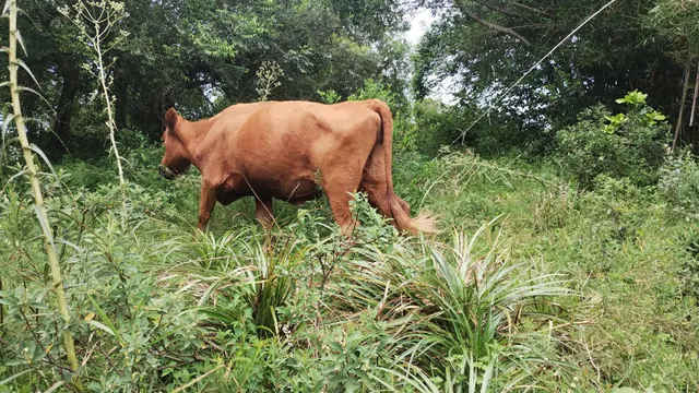 Vaca Angus 