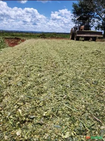 Silo de milho a preço de custo!