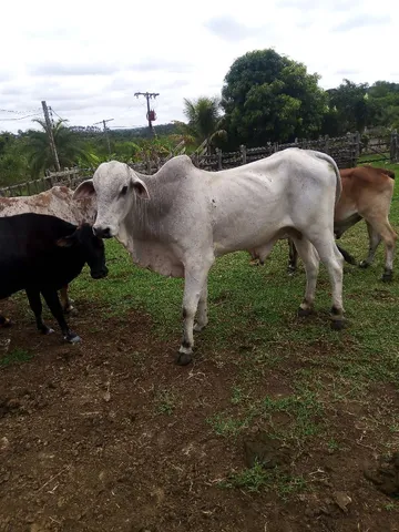 Garrote nelore muito manso 