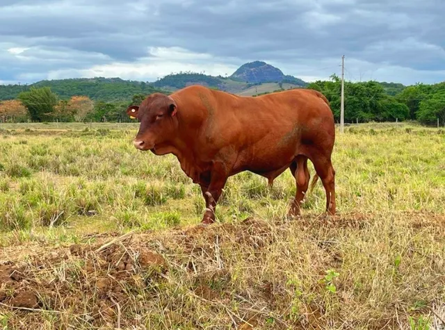 Venda permanente de touros Senepol 