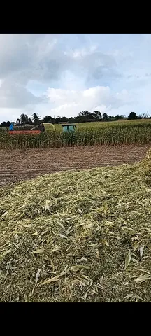 Silagem de milho com todos os grãos 450 tonelada 