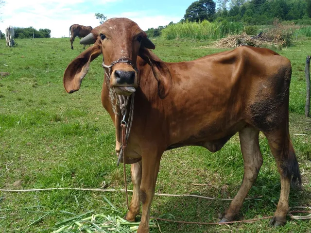 Novilha gir leiteira 
