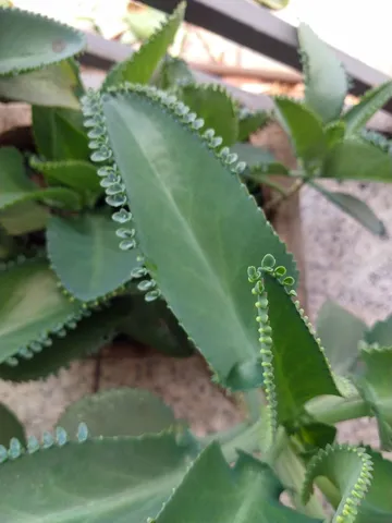 Planta Ornamental Aranto mãe de milhares 