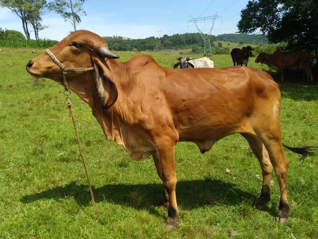 Vendo novilha Indio Brasil