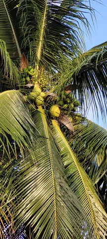 Cocos Verde e Seco 
