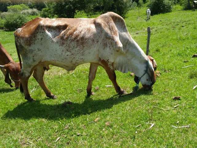  Vendo 2 vacas gir leiteiras 