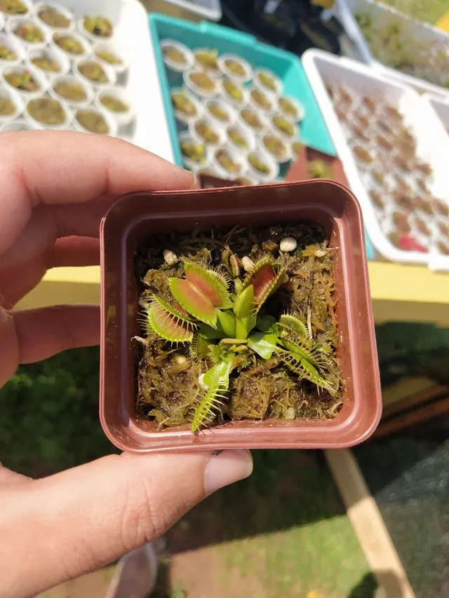 Planta Carnívora Dionaea Típica 