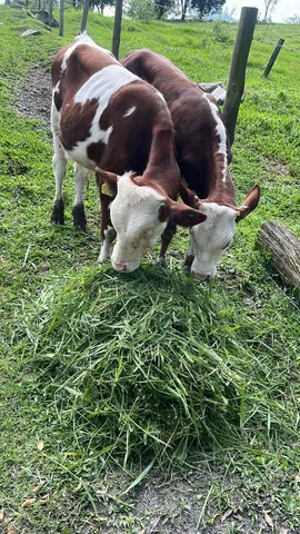 Terneiros 6 meses Braford e Montbeliard