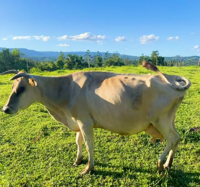 Vaca Jersey