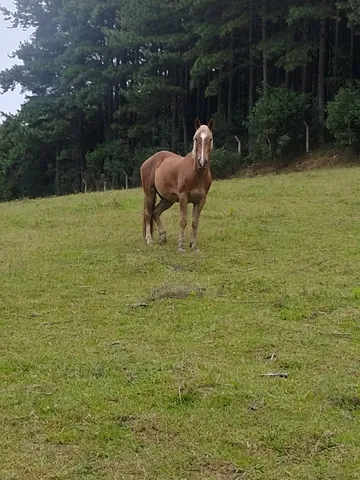 Cavalo - venda