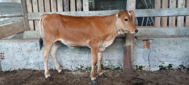 Vende-se terneira 
