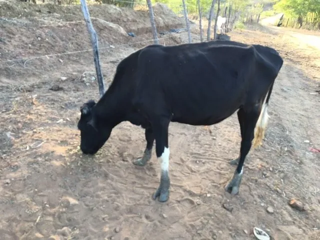 Garrote a venda 