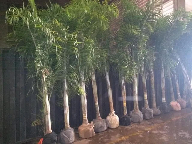 Vendas de palmeiras e plantas ornamentais