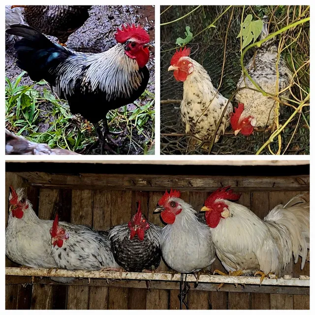 Galos garnizés