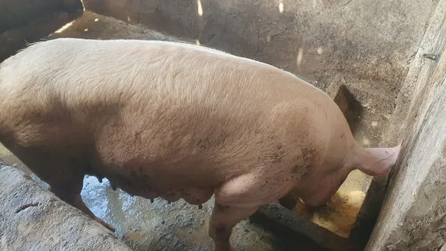 Matriz prenhas disponível para venda