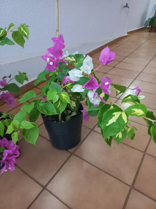 Muda de primavera 