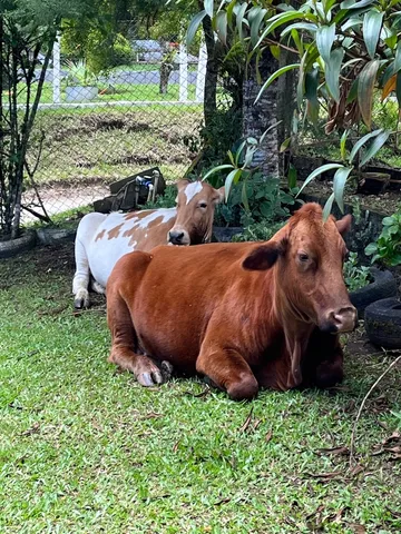 Vaca prenha e novilha 