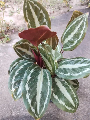 Mudas de planta ?