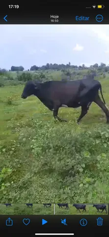 Vaca de leite 