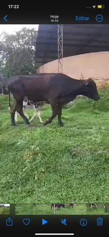 Vaca parida de macho