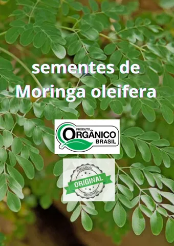 Sementes de Moringa oleifera 