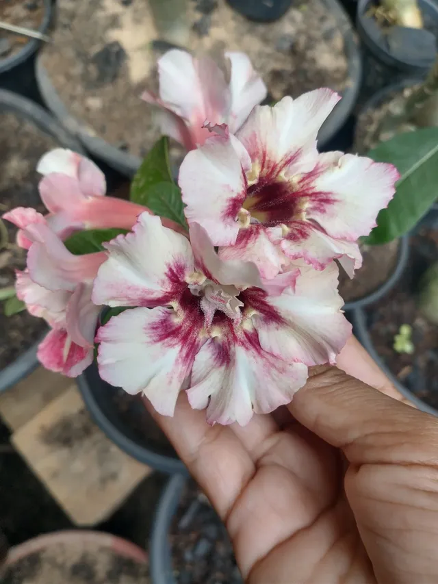 Rosa do Deserto 