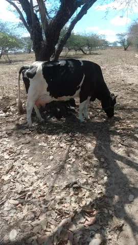 Vaca de Leite 