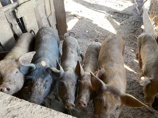 Vendo leitão 11,00 reais o kg