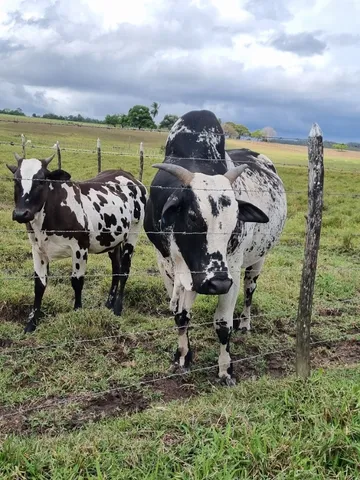 Touro Pintado e Vaca Pintada
