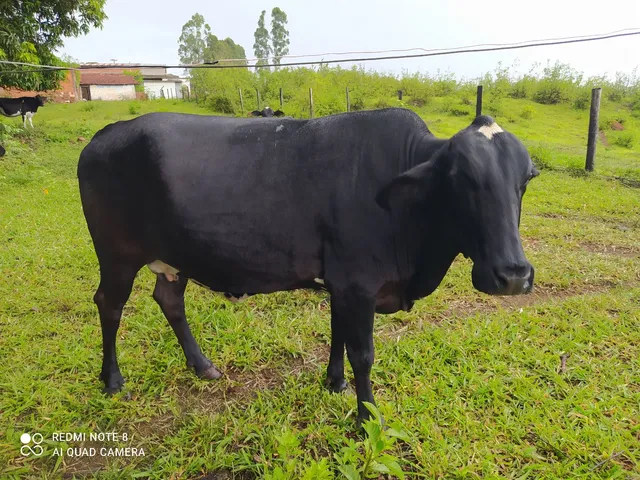 Vaca nova