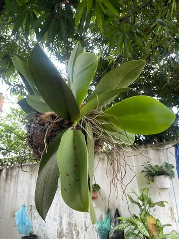 Vendo mudas de Orquídeas 