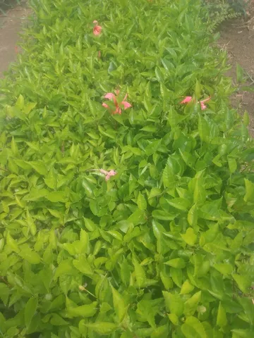 Hibiscos pra cerca viva