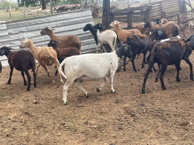 Ovelhas e carneiros