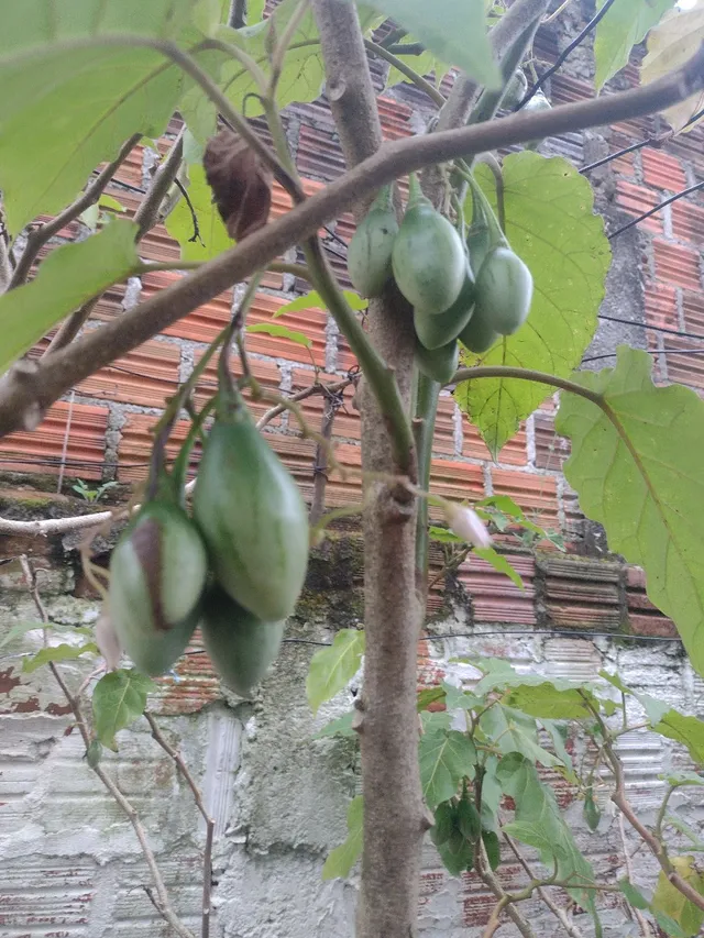 Tomates japones