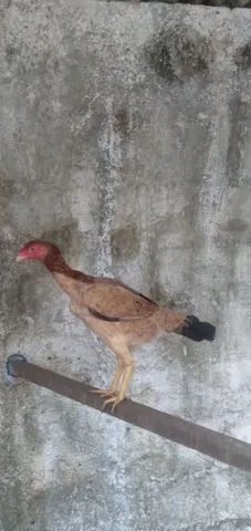 Disponível para venda 
