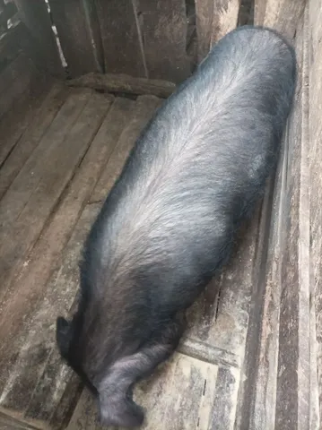 Porca a venda 
