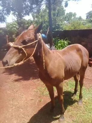 Cavalo