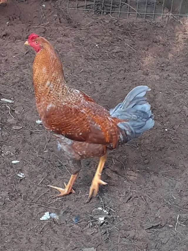Galos