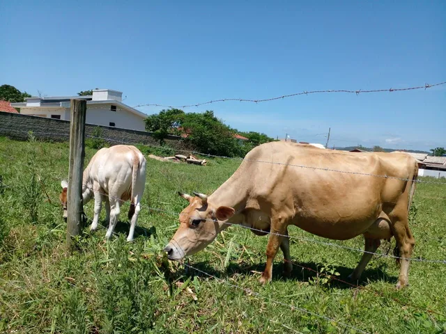 Vendo vaca jersey com terneiro 