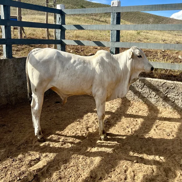 TOURINHO NELORE P.O. REGISTRADO