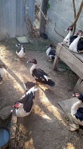 Patos 