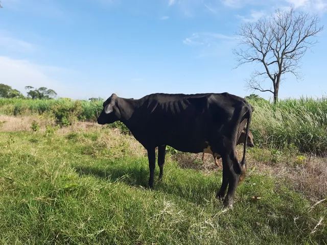 Vaca parida de macho