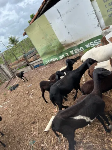 Ovelha e Carneiro 