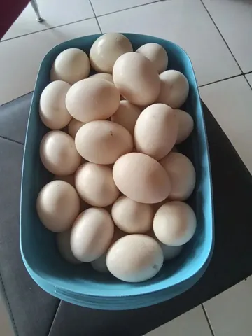Ovos de pata 