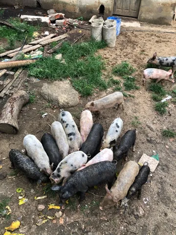 Leitões caipira 